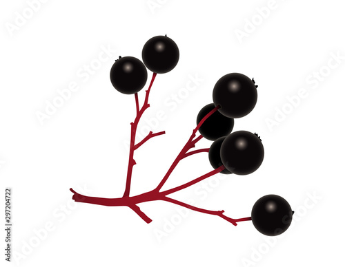 Roter Hartriegel, Schwarze Beeren, Vektor Illustration isoliert auf weißem Hintergrund, Rotes Beinholz, Hundsbeere, Roter Hornstrauch,  Cornus sanguinea, Cornaceae, Cornus, Steinfrucht, 