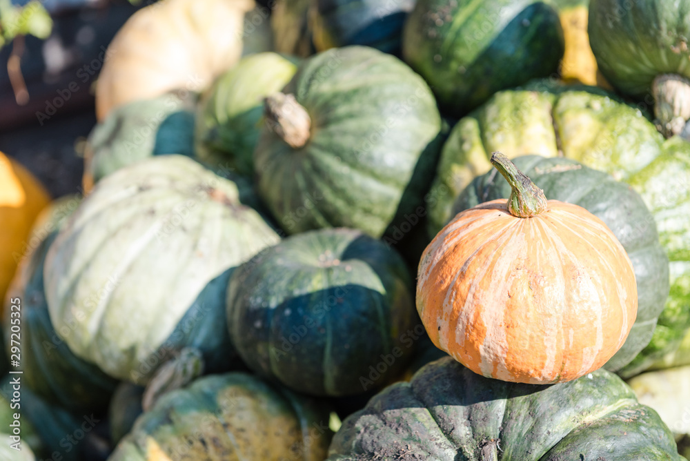 Pumpkin close-up. Multi-colored pumpkin in a heap. Autumn harvest. Big pumpkin.