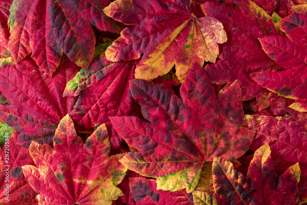 Fall nature background of patterned fall maple leaves, red, green, red, orange, and yellow Fall nature background of patterned fall maple leaves, red, green, red, orange, and yellow