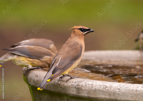 Cedar Waxwing perched on a birdbath (Bombycilla cedrorum)
