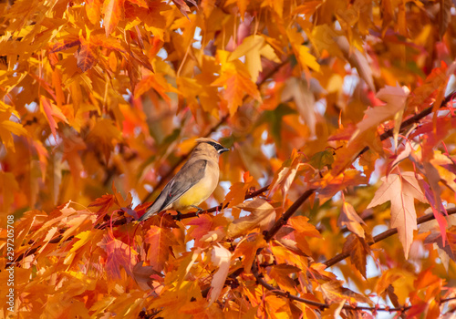 A Cedar Waxwing in colorful Autumn foliage (Bombycilla cedrorum)