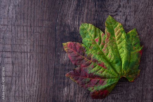 Patterned fall green and red maple leaf on a dark wood background