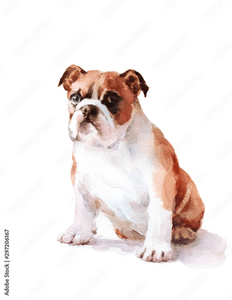Watercolor Dog English Bulldog - Hand Painted Animals Pets Illustration isolated on withe background