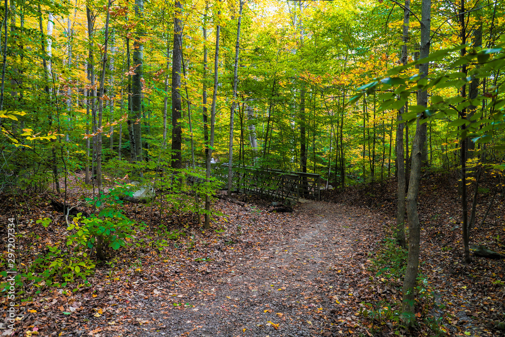 Fototapeta premium forest in autumn