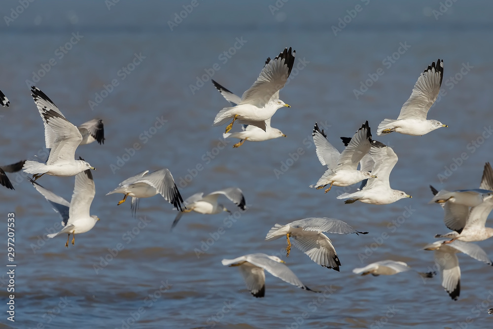 Flock of Gulls Over Lake Michigan