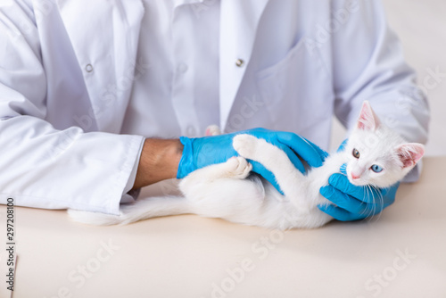 Young male doctor examining sick cat