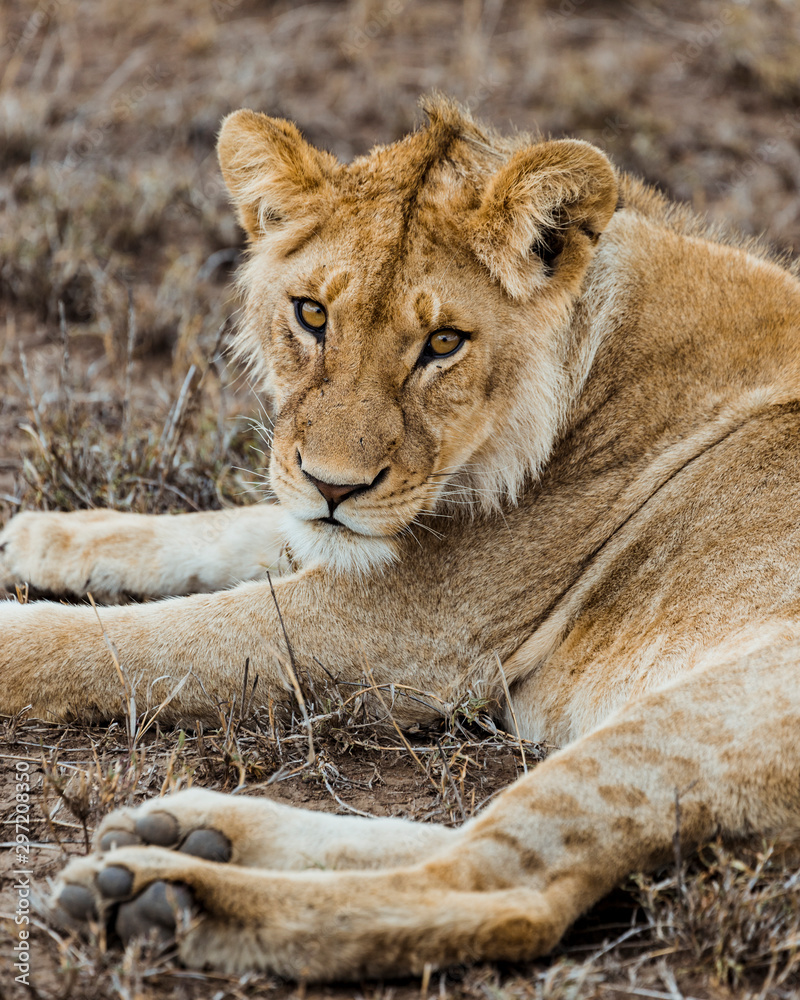 Fototapeta premium Lion