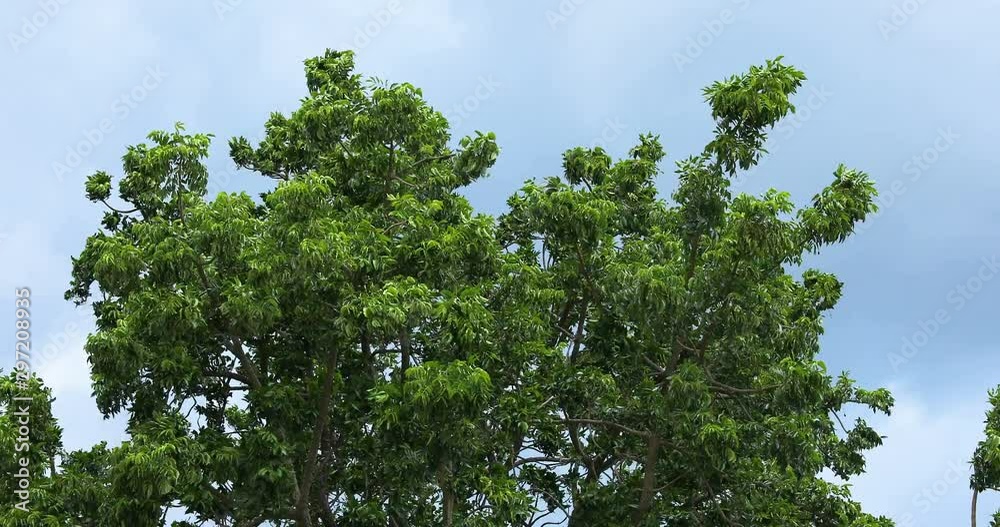 tree in the wind with dark cloud