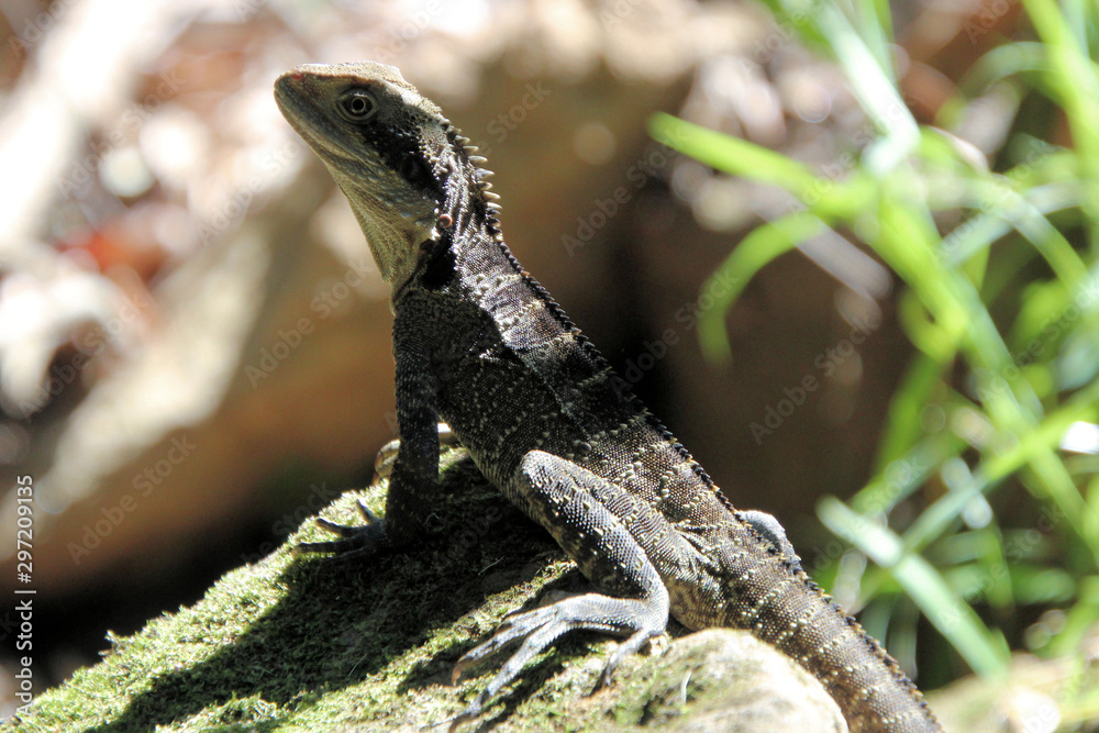 Obraz premium Australian Water Dragon Itellagama lesueurii Lizard Sitting on a Rock