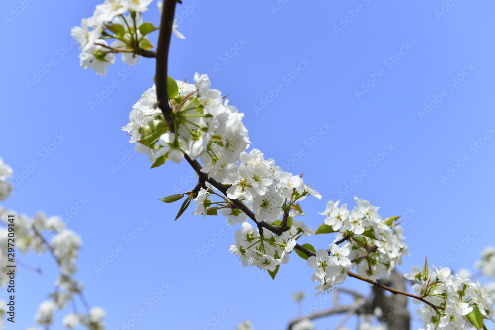 Pear flower in full bloom in spring Pear flower in full bloom in spring