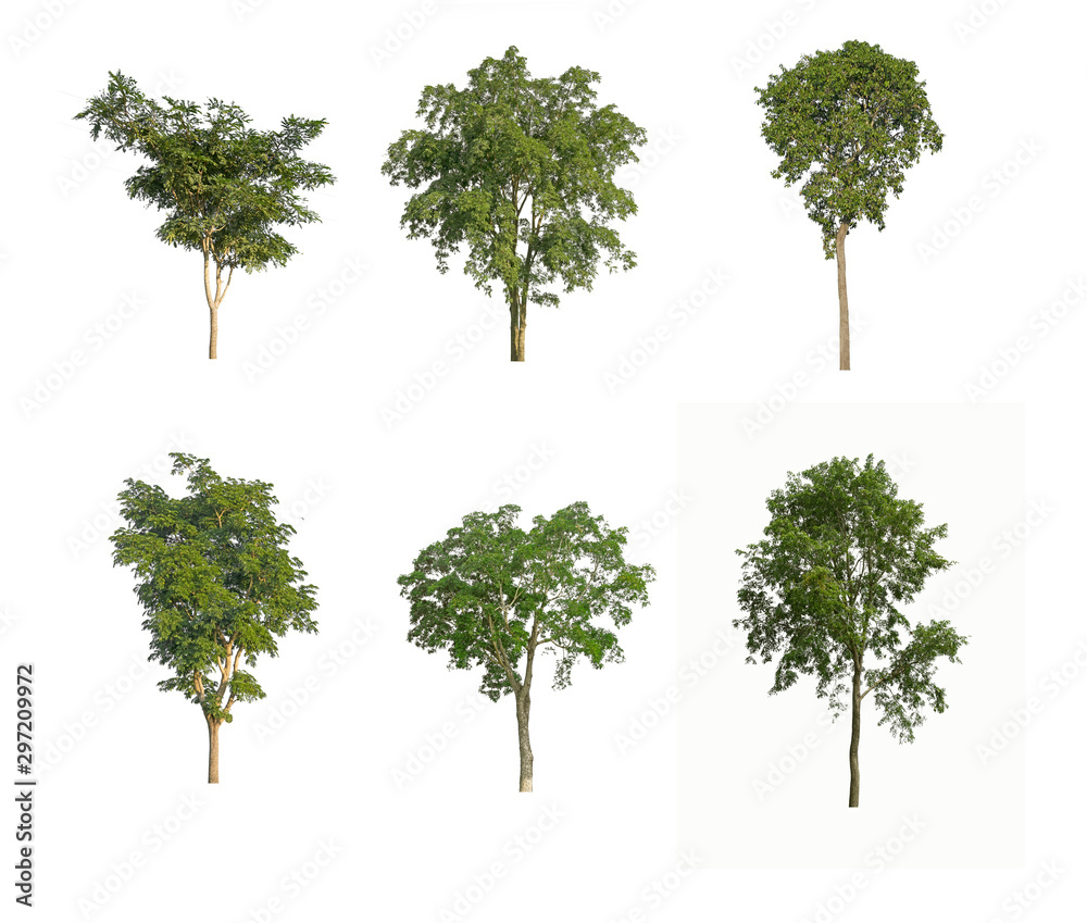 Tree isolated on white background.