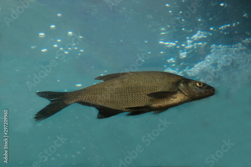 The Whitefish (Coregonus lavaretus) in aquarium. photo