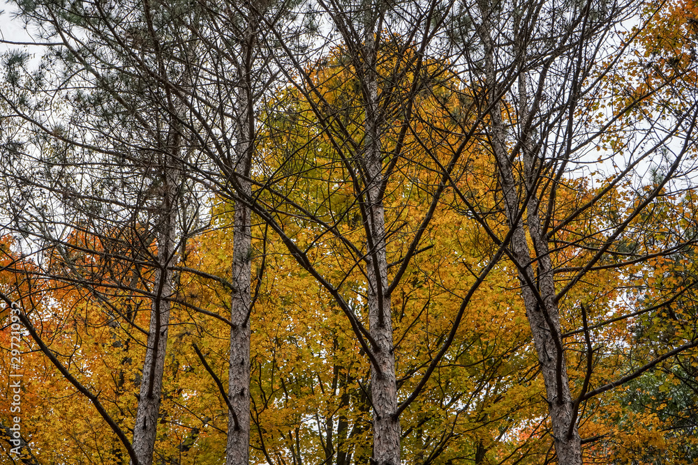 A look into the woods at the peak of fall foliage in Western Pennsylvania. A look into the woods at the peak of fall foliage in Western Pennsylvania.
