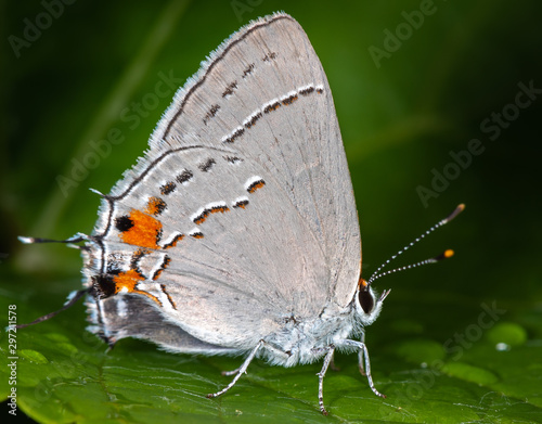 Gray Hairstreak