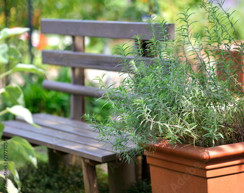 ローズマリーと庭