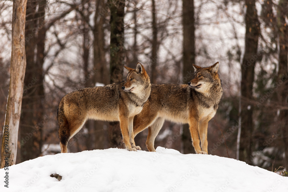 A pair of coyotes in a winter scene A pair of coyotes in a winter scene