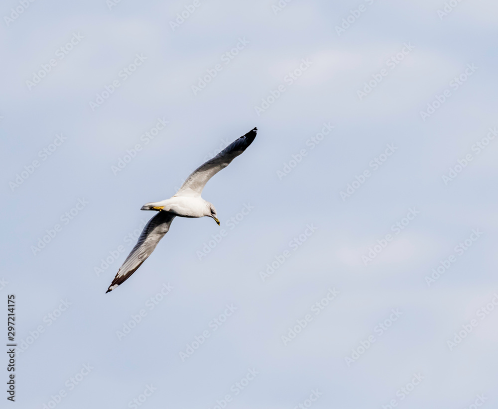 ring billed gull in flight at presque isle state park in Erie Pennsylvania ring billed gull in flight at presque isle state park in Erie Pennsylvania