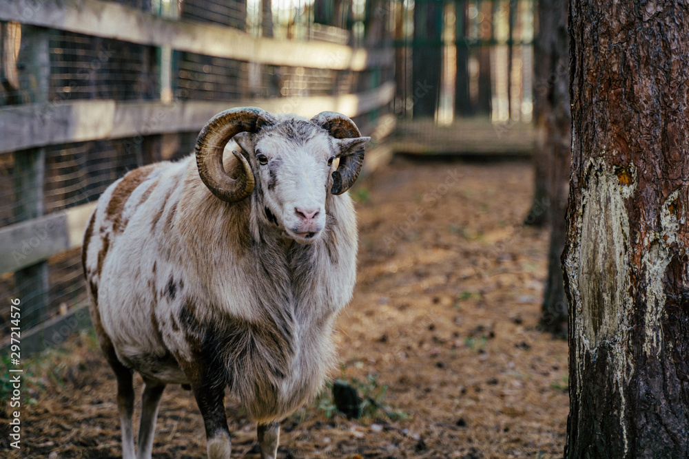 Obraz premium Group of Mouflons, Ovis gmelini or Ovis orientalis walks through a mountains