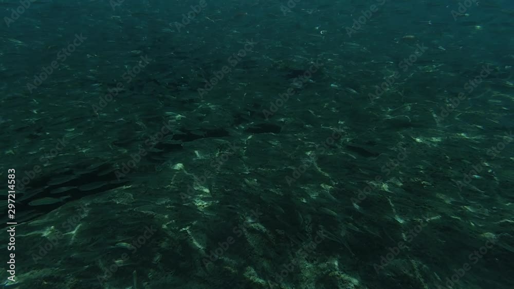 Slow motion video of a large flock of fish underwater in the sea Slow motion video of a large flock of fish underwater in the sea