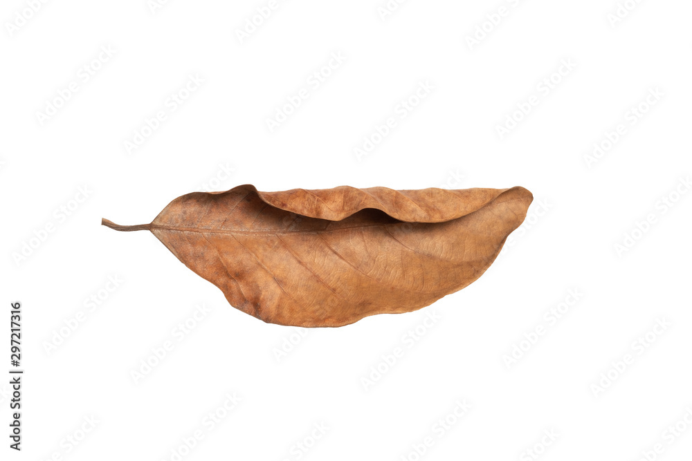 Fototapeta premium Dry leaf in isolated with clipping path,Brown color