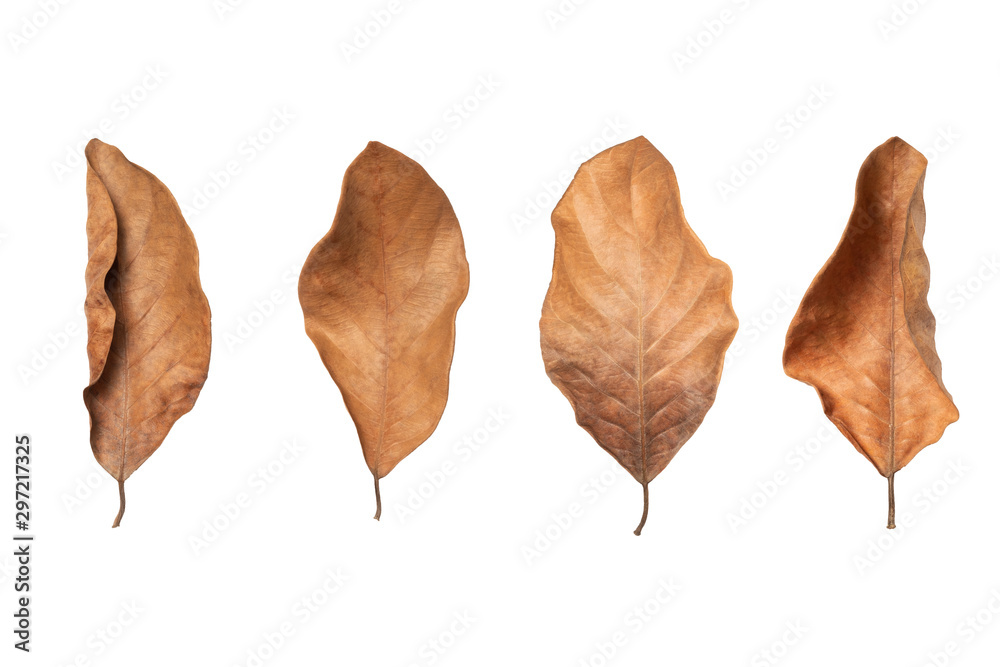 Dry leaf in isolated with clipping path,Brown color leaves set in autumn