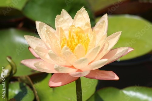 lotus in pond