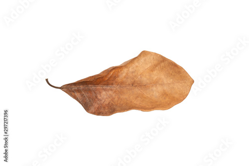Dry leaf in isolated with clipping path Brown color