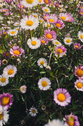 field of daisies © Thanh