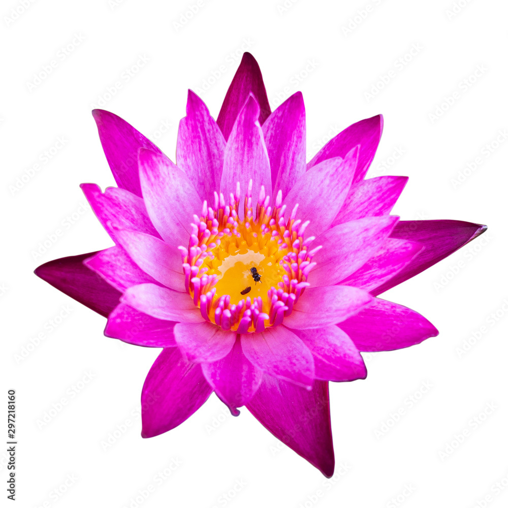 pink lotus on white background