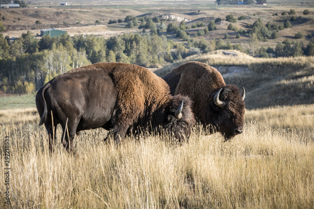 Two bison grazing on the grass.