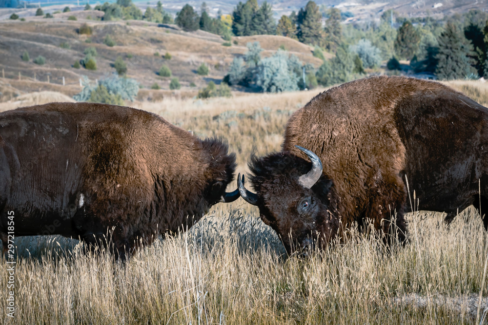 Two bison butting heads and horns.