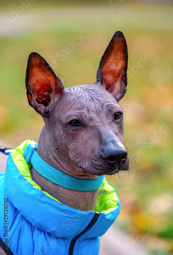 Xoloitzcuintle (Mexican Hairless Dog) puppy with blue collar and autumn jacket portrait close-up on natural blurred background 
