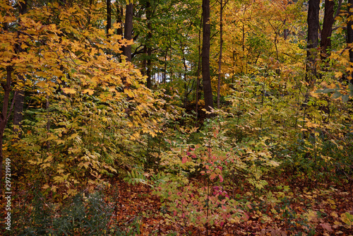Fall and autumn colors in the forest