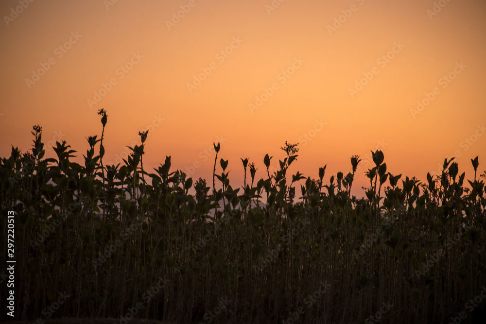 Sunset meadow field plants view. Sunset grass silhouette. Sunset field grass.
