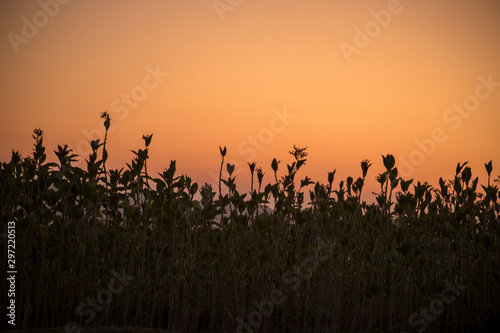 Sunset meadow field plants view. Sunset grass silhouette. Sunset field grass. © zef art