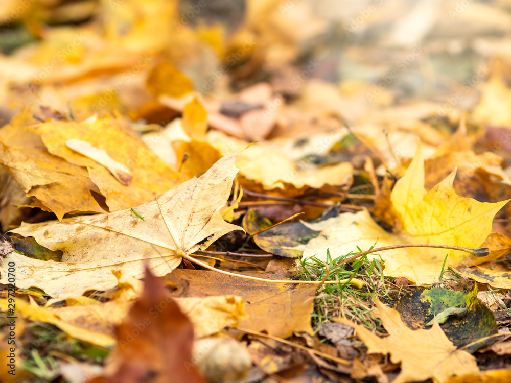 Fallen yellow and orange autumn maple leaves on green grass on the ground. Autumn horizontal background with dried leaves in the sunlight.