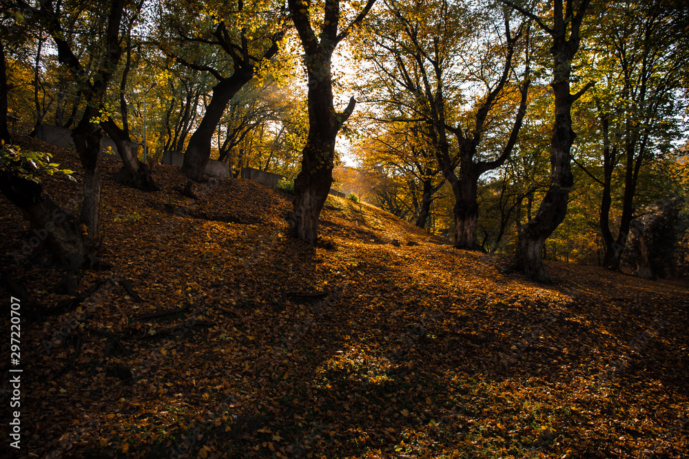 Fototapeta premium Beautiful landscape with empty road, trees and sunlight in the evening in autumn. Travel background. Nature