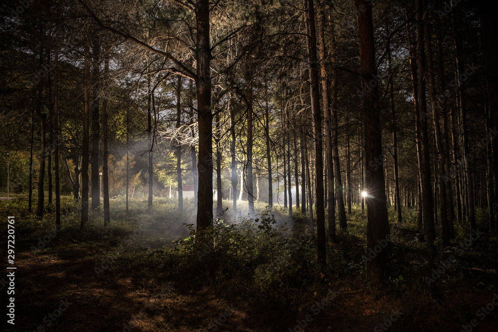 Magical lights sparkling in mysterious pine forest at night. Magical lights sparkling in mysterious pine forest at night.