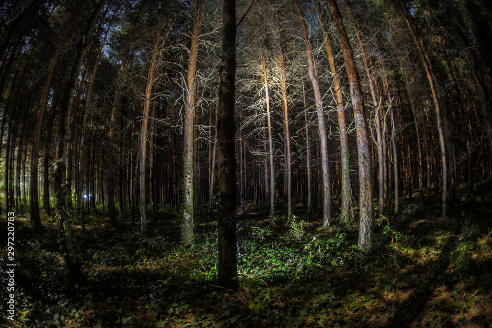 Obraz premium Magical lights sparkling in mysterious pine forest at night.
