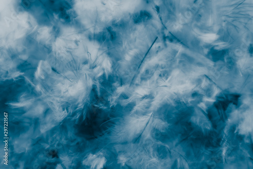 Wallpaper Mural Beautiful abstract pink and purple feathers on darkness background and colorful soft white blue feather texture pattern Torontodigital.ca