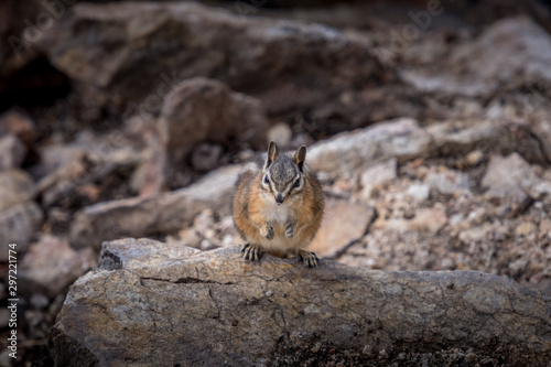 Chipmunk with an attitude