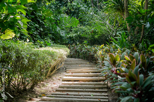 wooden path in the forest