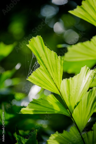 flower in garden