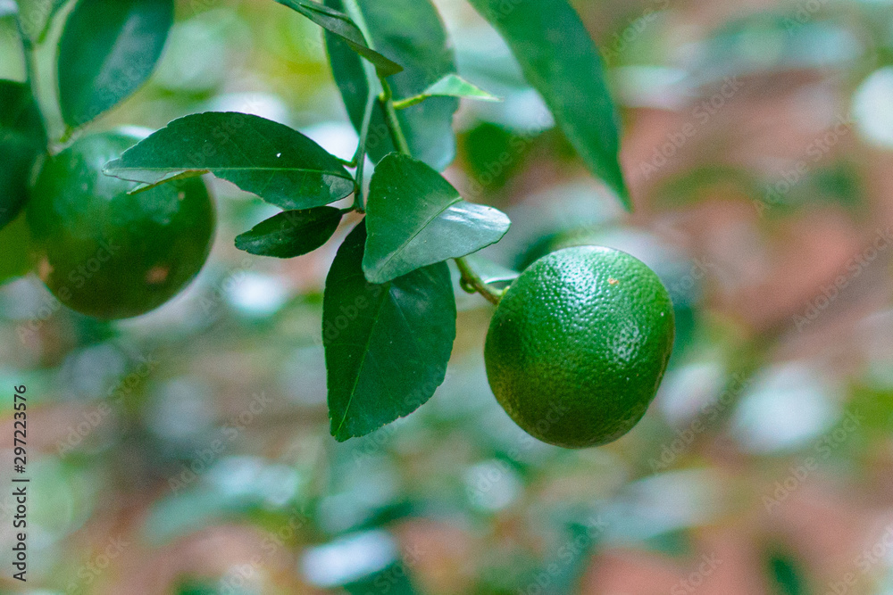 lemons on tree lemons on tree