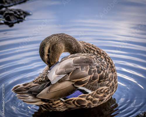 Duck in water