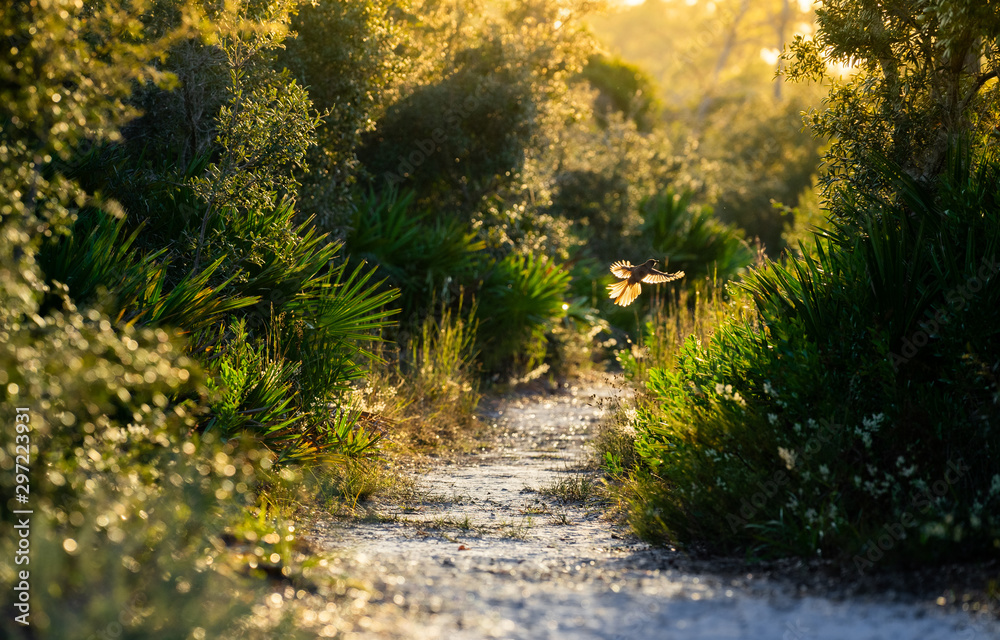 Fototapeta premium Florida Big lagoon state park. A bird flying during sunset