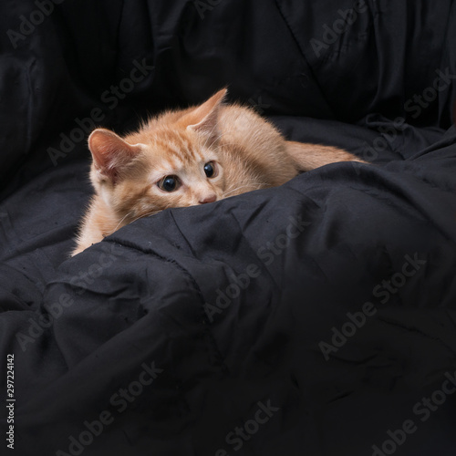 Red kitten plays on a dark background. In ambush. Color Orange Tabby Secondary Color