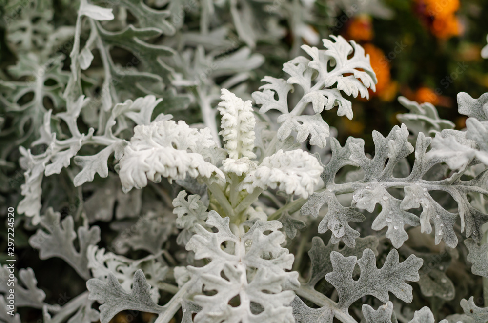 Decorative street plant under the snow. Decorative street plant under the snow.