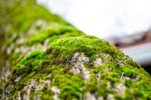 Green moss on the trunk of an old tree. © Сергей Лаврищев