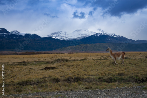 Lama Roaming On An Open Prairie in Patagonia Chile with Torres del Paine National Park Mountain Range in the Background